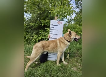 Kinderfreundlicher Schäferhund ähnl. Mischling, 1Jahr, 55cm, kastriert