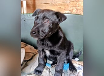 schüchterner Gregory