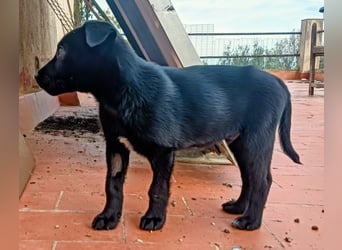 schüchterner Gregory