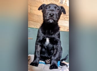 schüchterner Gregory