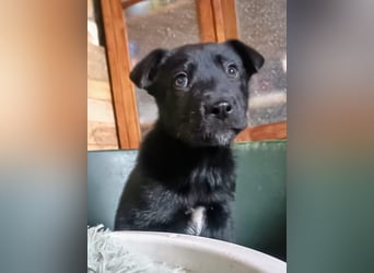 schüchterner Gregory