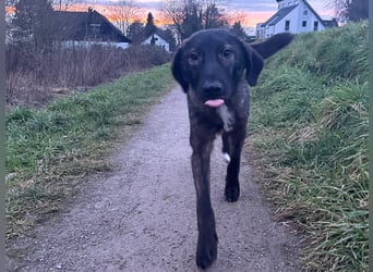 Schäferhundmischling Pino sucht Dich