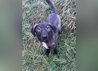 Schäferhundmischling Pino sucht Dich