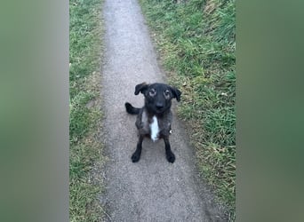 Schäferhundmischling Pino sucht Dich