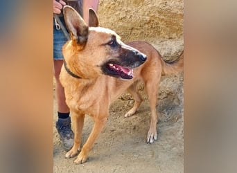Linda - Schäferhund-Mixhündin - neugierig, verschmust, zutraulich