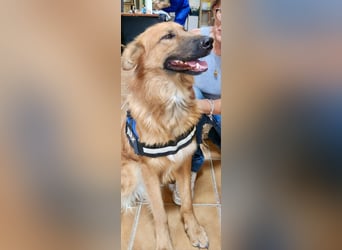 Sudan - verschmust,lerinfreudig, freundlich und BEREITS IN DEUTSCHLAND