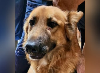 Sudan - verschmust,lerinfreudig, freundlich und BEREITS IN DEUTSCHLAND