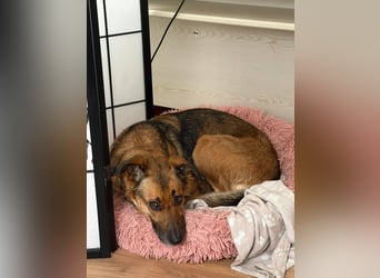 Dina, zutraulich, freundlich und lernwillig