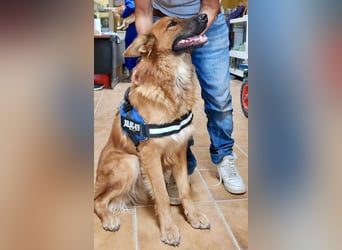 Sudan - verschmust,lerinfreudig, freundlich und BEREITS IN DEUTSCHLAND