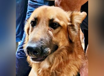 Sudan - verschmust,lerinfreudig, freundlich und BEREITS IN DEUTSCHLAND