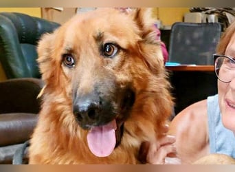 Sudan - verschmust,lerinfreudig, freundlich und BEREITS IN DEUTSCHLAND