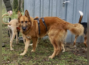 Sudan - verschmust,lerinfreudig, freundlich und BEREITS IN DEUTSCHLAND