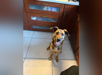 Dina, zutraulich, freundlich und lernwillig