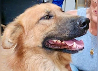 Sudan - verschmust,lerinfreudig, freundlich und BEREITS IN DEUTSCHLAND