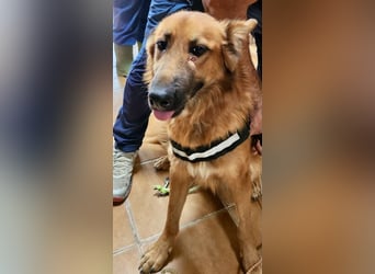 Sudan - aufmerksam, genießt Streicheleinheiten und verspielt Sudan - aufmerksam, genießt Streicheleinheiten und verspielt