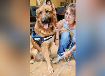 Sudan - verschmust,lerinfreudig, freundlich und BEREITS IN DEUTSCHLAND