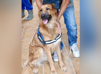 Sudan - verschmust,lerinfreudig, freundlich und BEREITS IN DEUTSCHLAND