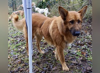 Sudan - verschmust,lerinfreudig, freundlich und BEREITS IN DEUTSCHLAND