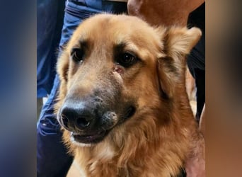 Sudan - aufmerksam, genießt Streicheleinheiten und verspielt Sudan - aufmerksam, genießt Streicheleinheiten und verspielt