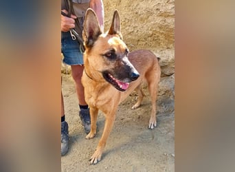 Linda - Schäferhund-Mixhündin - neugierig, verschmust, zutraulich