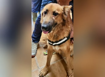 Sudan - verschmust,lerinfreudig, freundlich und BEREITS IN DEUTSCHLAND