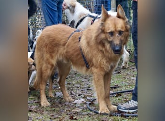 Sudan - verschmust,lerinfreudig, freundlich und BEREITS IN DEUTSCHLAND