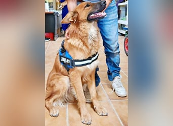 Sudan - verschmust,lerinfreudig, freundlich und BEREITS IN DEUTSCHLAND