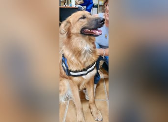 Sudan - aufmerksam, genießt Streicheleinheiten und verspielt Sudan - aufmerksam, genießt Streicheleinheiten und verspielt