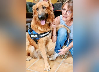 Sudan - verschmust,lerinfreudig, freundlich und BEREITS IN DEUTSCHLAND