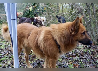 Sudan - verschmust,lerinfreudig, freundlich und BEREITS IN DEUTSCHLAND