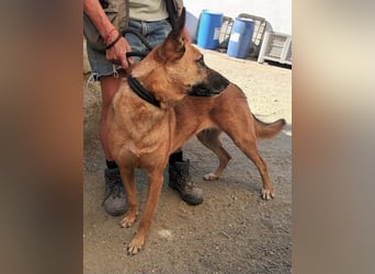 Linda - Schäferhund-Mixhündin - neugierig, verschmust, zutraulich