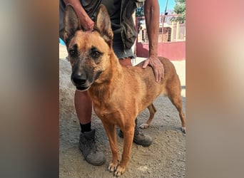 Linda - Schäferhund-Mixhündin - neugierig, verschmust, zutraulich