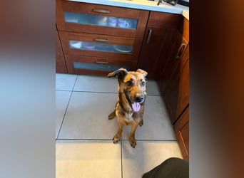 Dina, zutraulich, freundlich und lernwillig