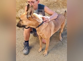 Linda - Schäferhund-Mixhündin - neugierig, verschmust, zutraulich