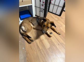 Dina, zutraulich, freundlich und lernwillig