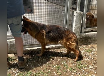 Nunzio