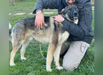 Lupo