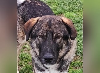Lupo