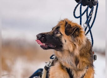 Besonderer Enger sucht passendes Zuhause