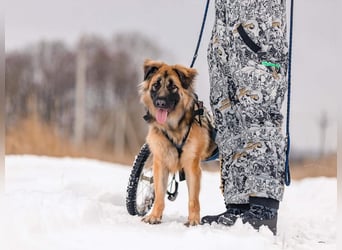 Besonderer Enger sucht passendes Zuhause