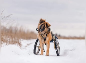 Besonderer Enger sucht sein passendes Zuhause