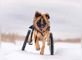 Besonderer Enger sucht sein passendes Zuhause