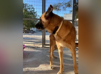 Wundervolle Schäferhundmix Hundeseele MATOUK sucht ein Zuhause