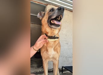 Wundervolle Schäferhundmix Hundeseele MATOUK sucht ein Zuhause
