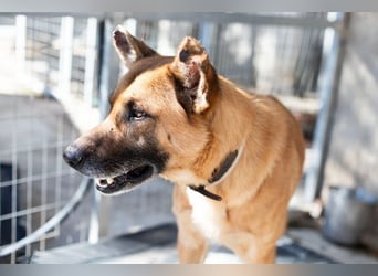 Wundervolle Schäferhundmix Hundeseele MATOUK sucht ein Zuhause