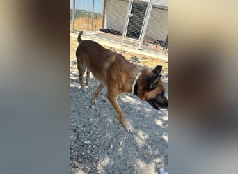 Wundervolle Schäferhundmix Hundeseele MATOUK sucht ein Zuhause