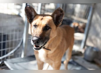 Wundervolle Schäferhundmix Hundeseele MATOUK sucht ein Zuhause