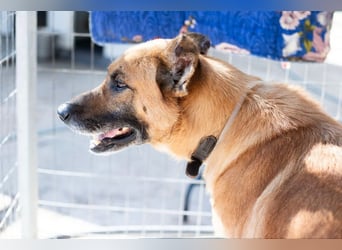 Wundervolle Schäferhundmix Hundeseele MATOUK sucht ein Zuhause