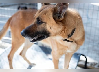 Wundervolle Schäferhundmix Hundeseele MATOUK sucht ein Zuhause