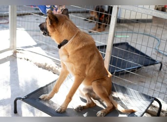 Wundervolle Schäferhundmix Hundeseele MATOUK sucht ein Zuhause